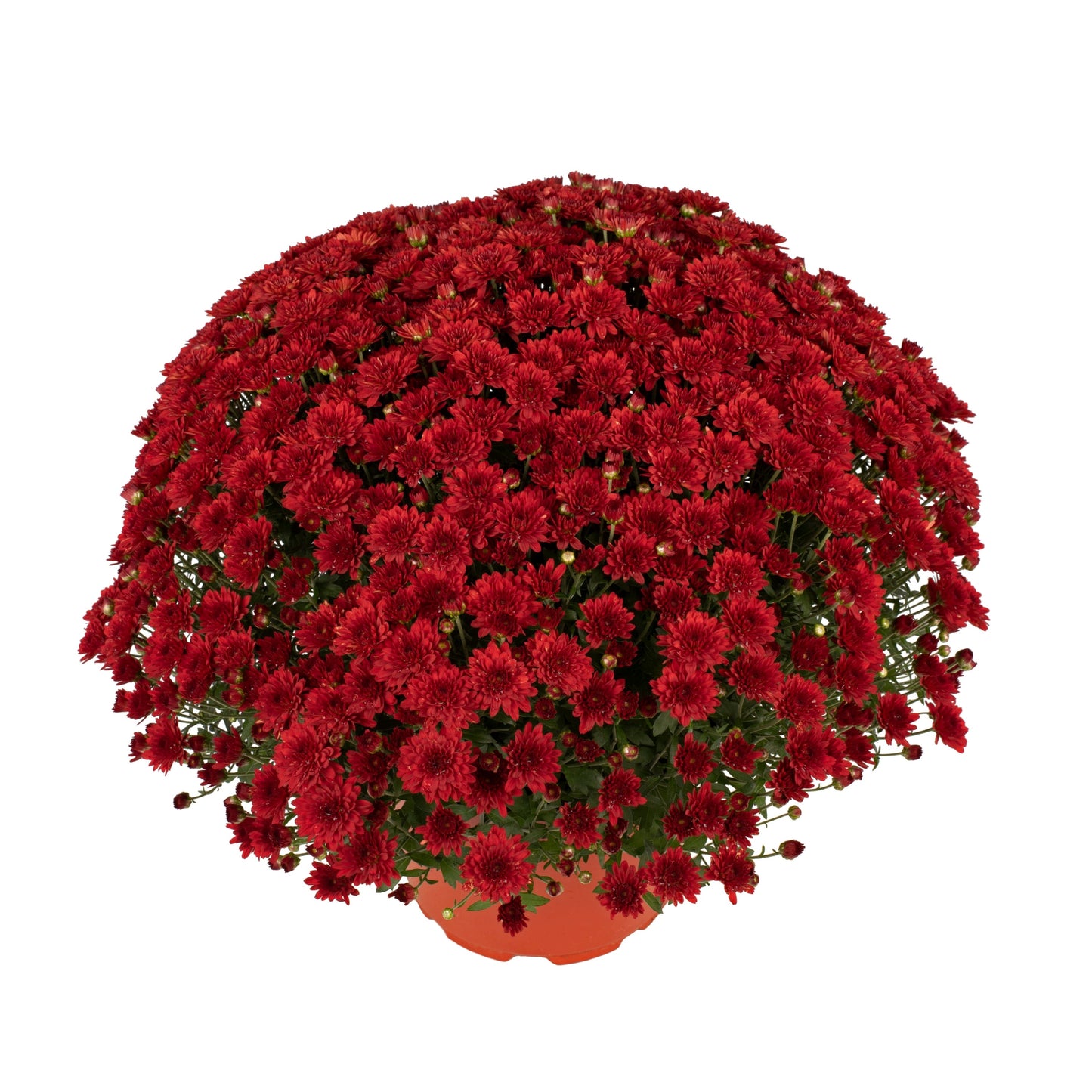 Red Chrysanthemum | October Blooming