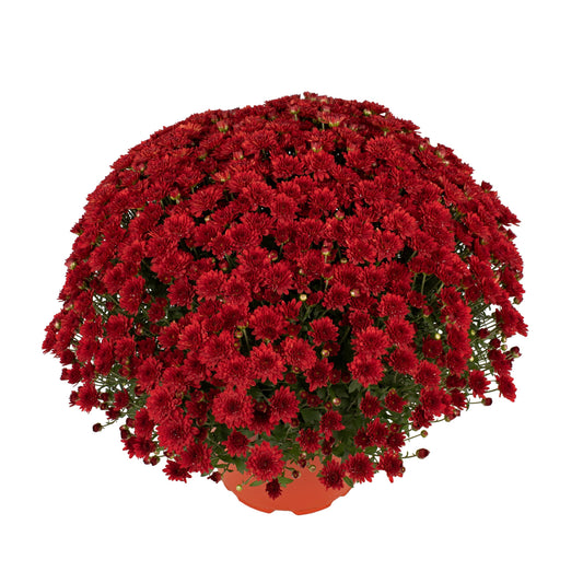 Red Chrysanthemum | October Blooming