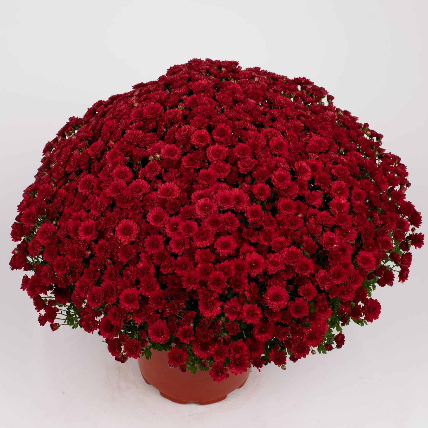 Red Chrysanthemum | Late September Blooming