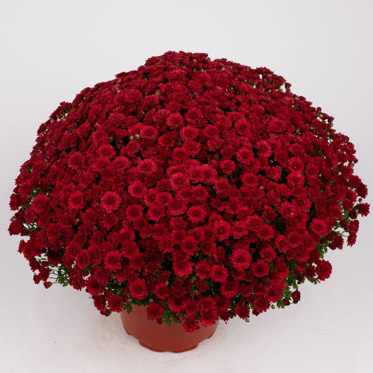 Garden Mum | Red | Late September Blooming - 5 Quart