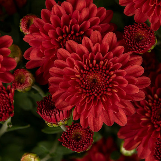 Garden Mum | Hailey Red Bronze - 1 Quart