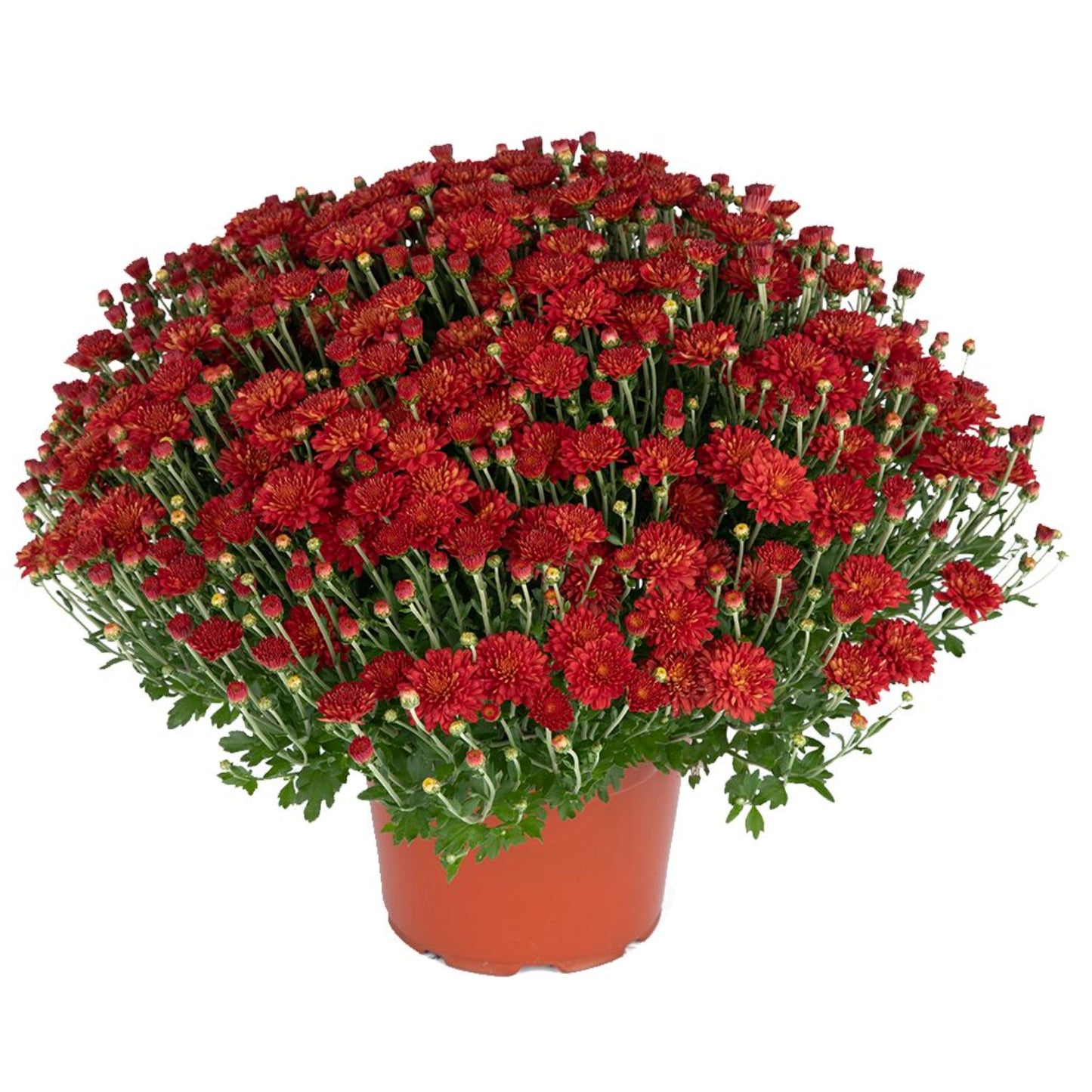 Red Chrysanthemum | Early September Blooming