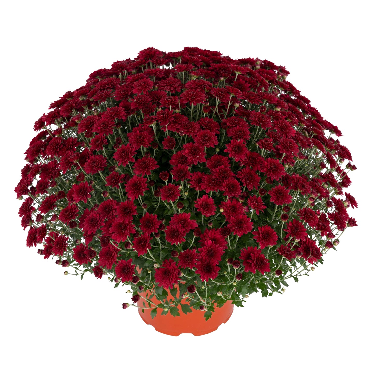 Red Chrysanthemum | Early September Blooming