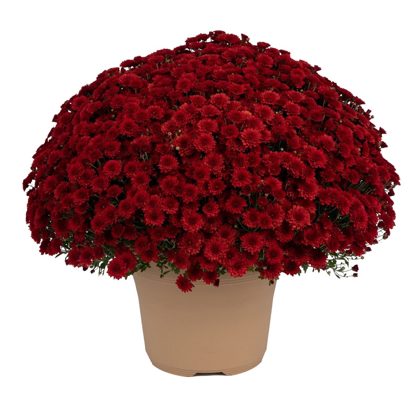 Red Chrysanthemum | Late September Blooming