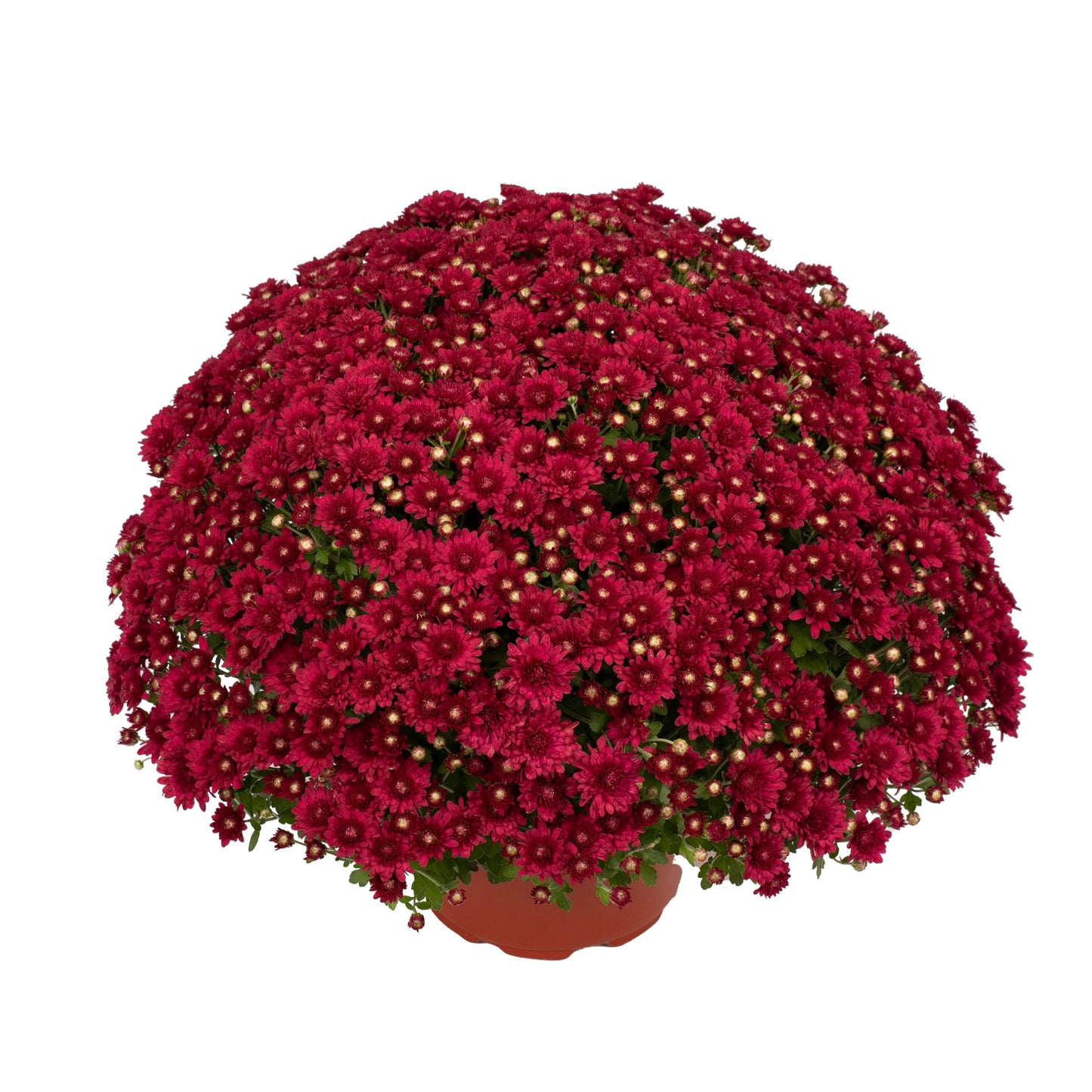 Red Chrysanthemum | Late September Blooming