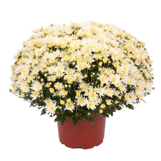 White Chrysanthemum | Early September Blooming
