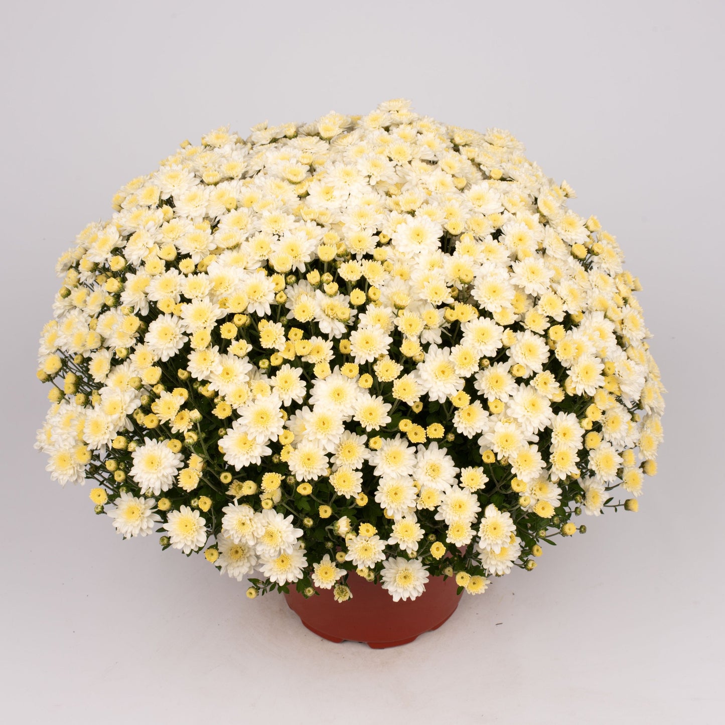 White Chrysanthemum | Late September Blooming