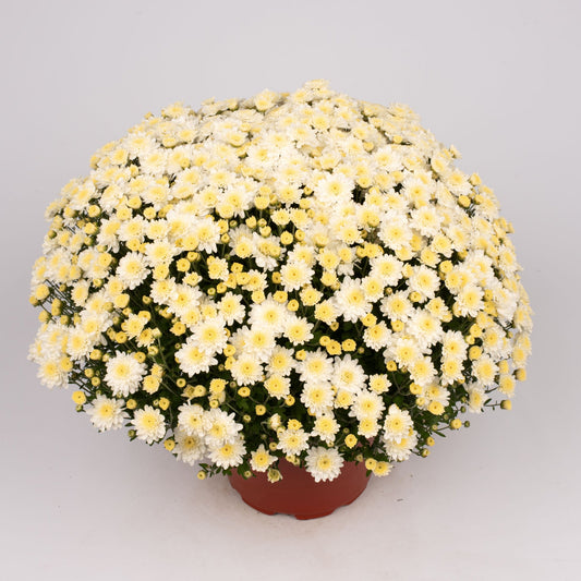 Garden Mum | White | Late September Blooming - 5 Quart