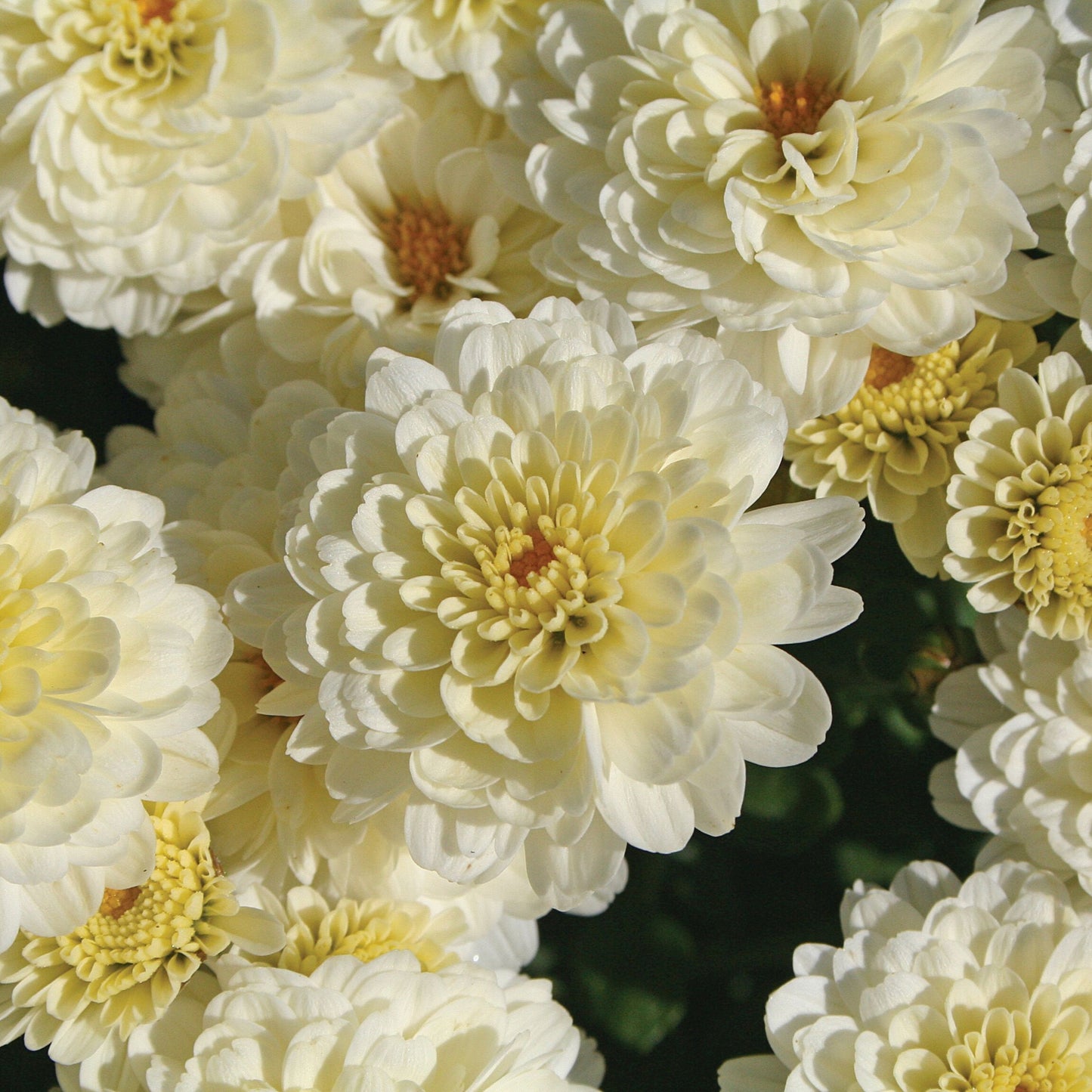 Chrysanthemum | Quart Garden Mum