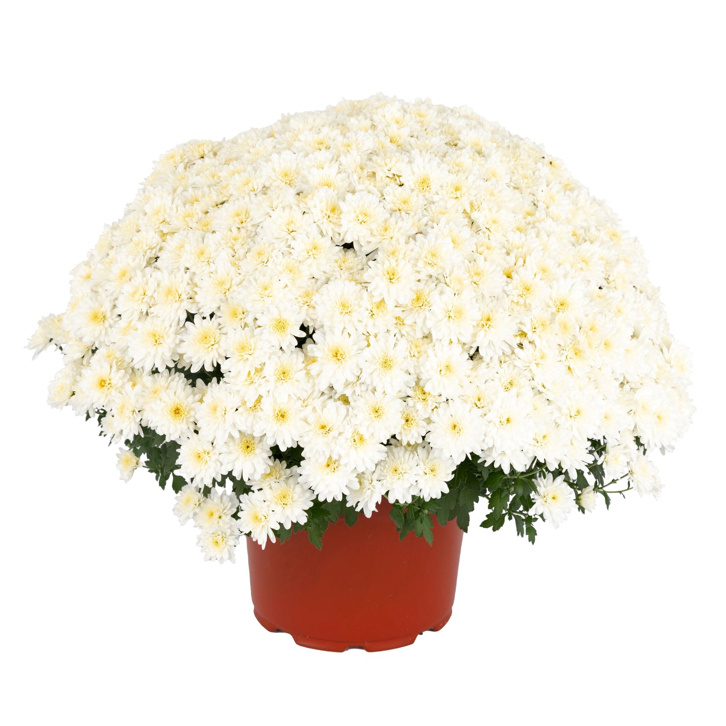 White Chrysanthemum | October Blooming