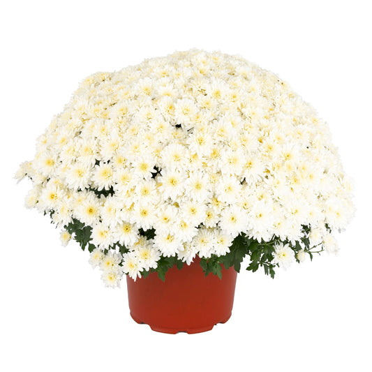 Garden Mum | White | October Blooming - 5 Quart