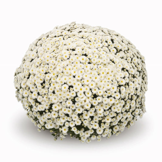 White Chrysanthemum | October Blooming