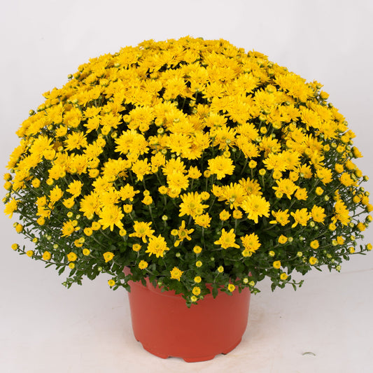 Garden Mum | Yellow | Late September Blooming - 5 Quart