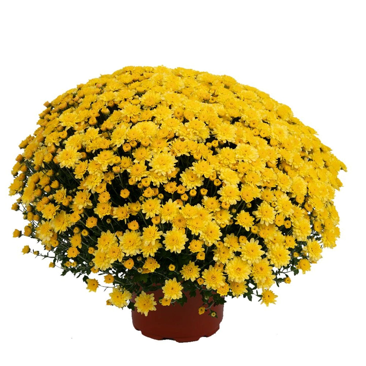 Garden Mum | Yellow | Late September Blooming - 5 Quart
