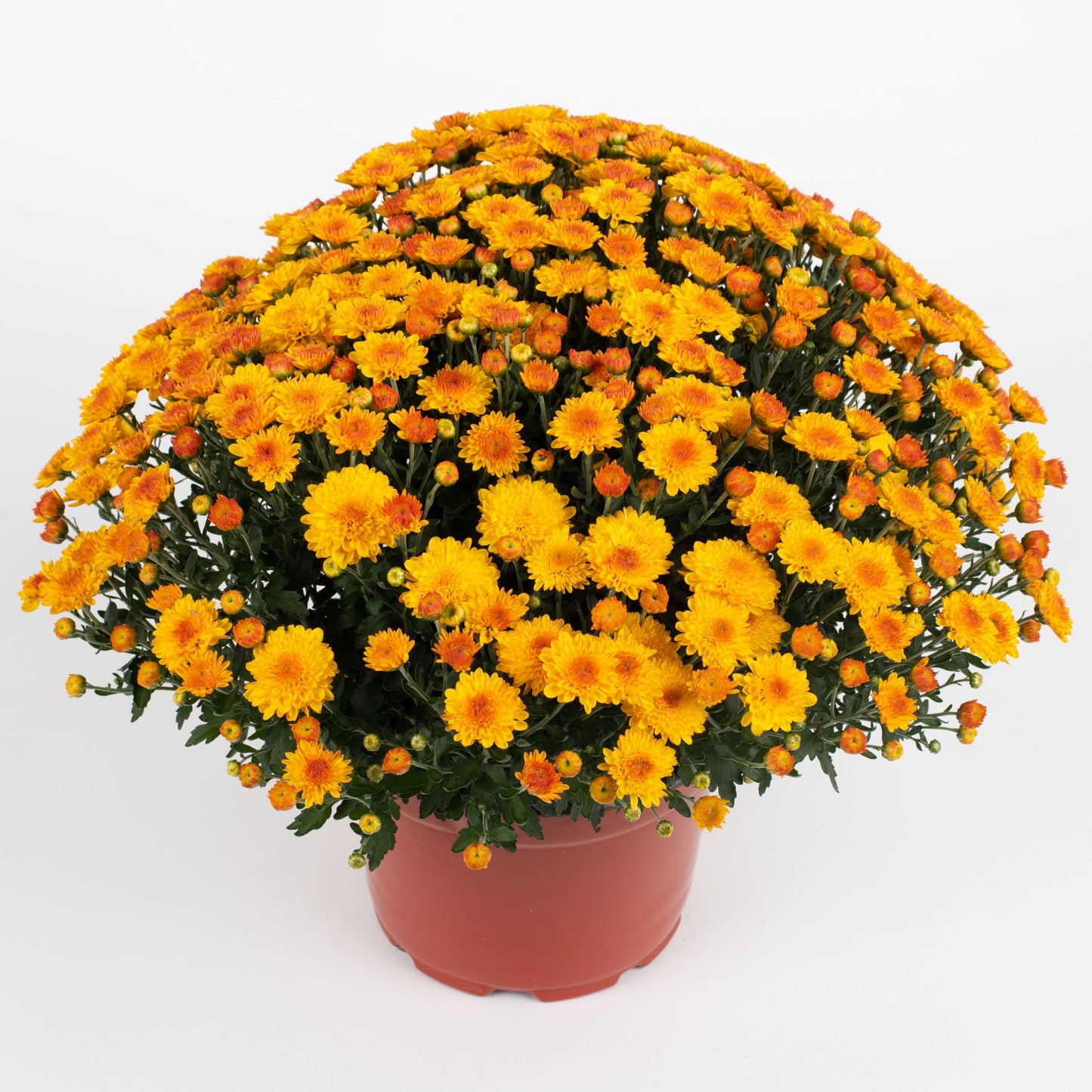 Yellow Chrysanthemum | October Blooming