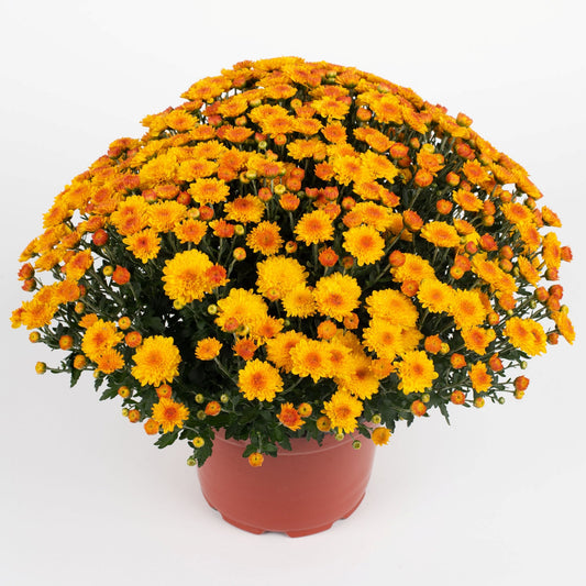 Garden Mum | Yellow | October Blooming - 5 Quart