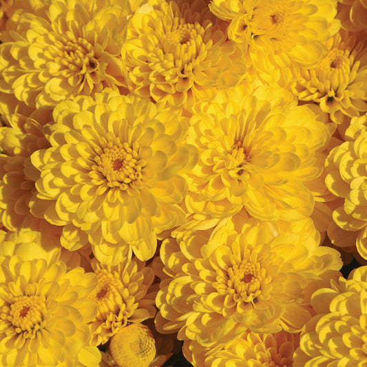 Garden Mum | Gigi Yellow - 1 Quart