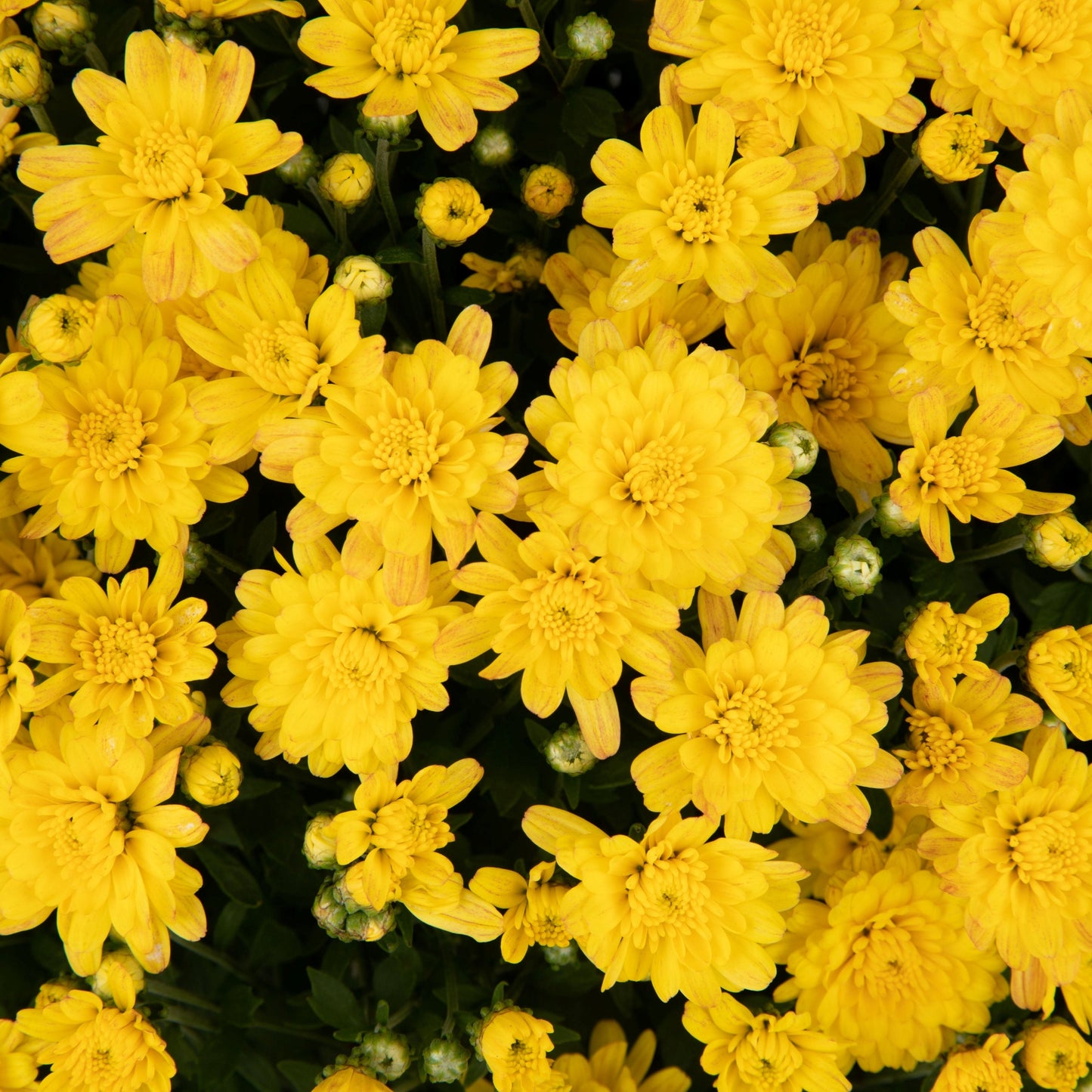 Chrysanthemum | Early September Blooming Hanging Basket Mum