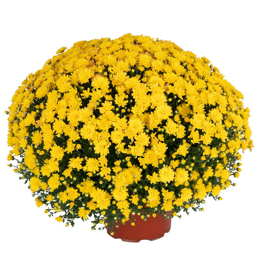 Garden Mum | Yellow | Early September Blooming - 5 Quart