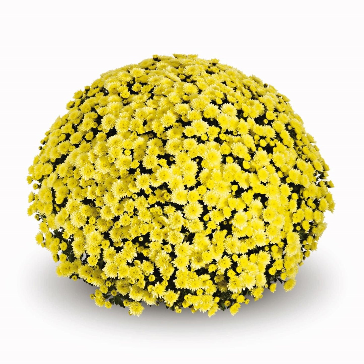 Yellow Chrysanthemum | October Blooming