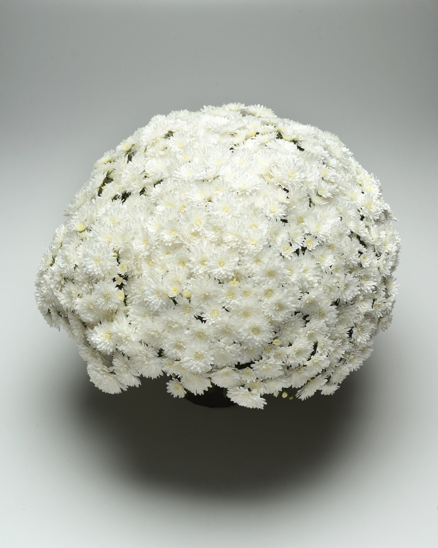 Garden Mum | Bridal White - 5 Quart