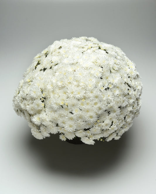 Garden Mum | Bridal White - 5 Quart