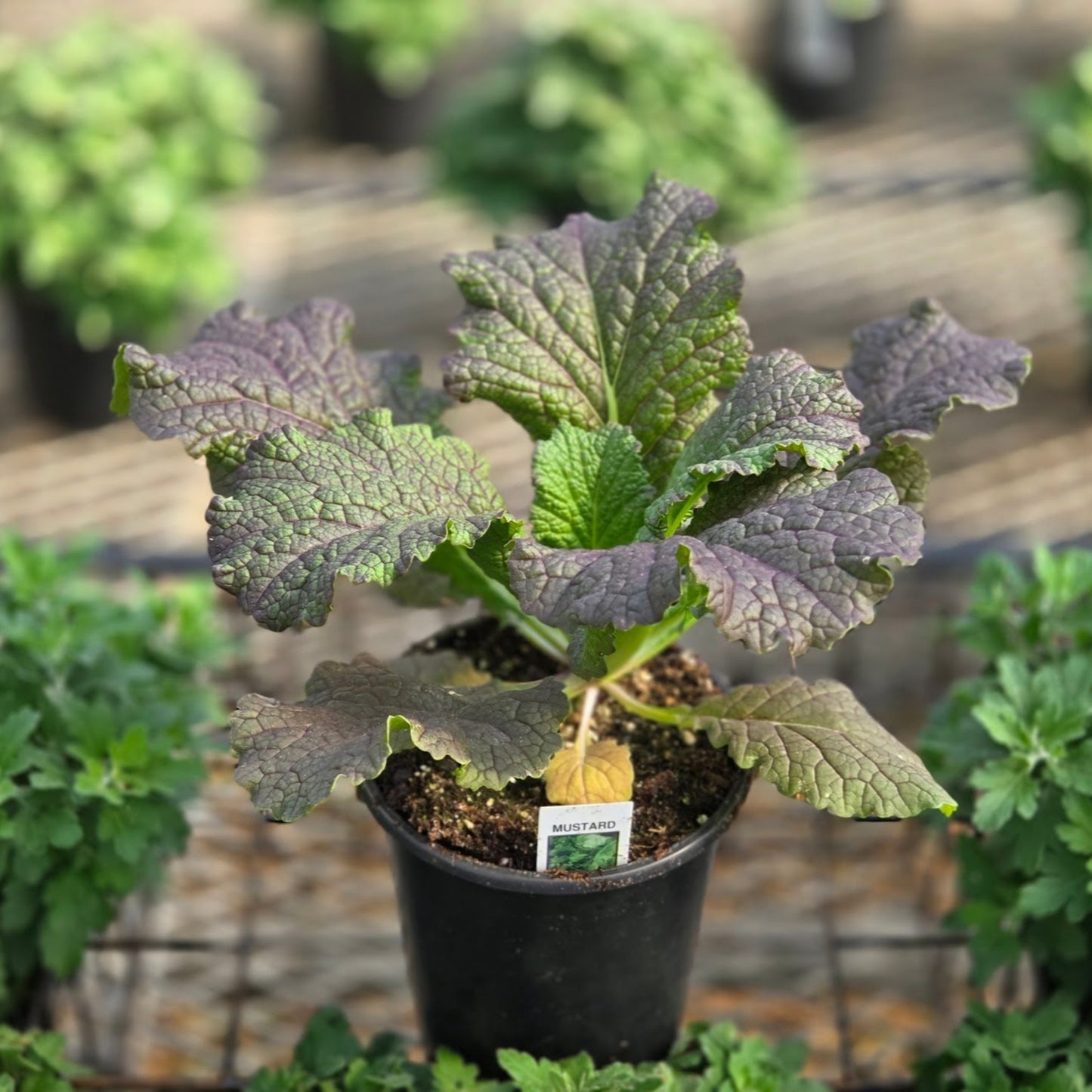 Brassica | Ornamental Mustard