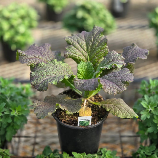 Ornamental Mustard | Red Giant - 1 Quart