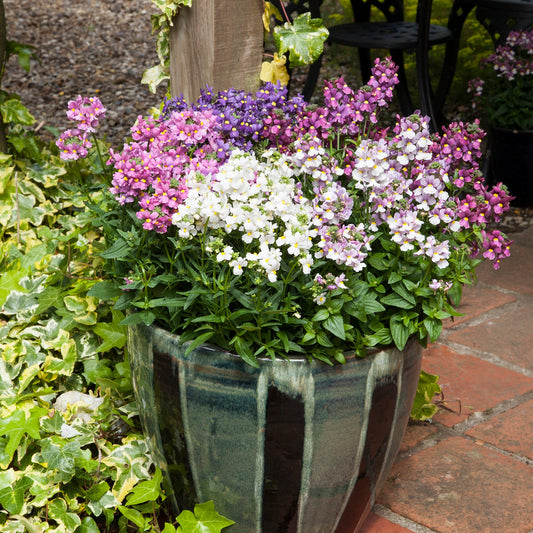 Nemesia | Seventh Heaven - 4 Pack