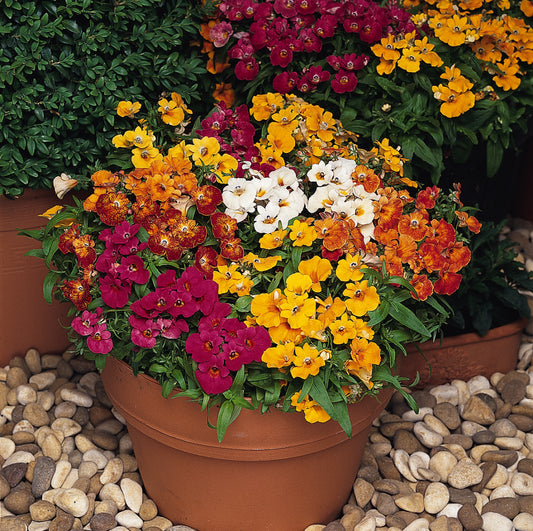 Nemesia | Sundrops - 4 Pack