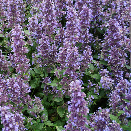 Nepeta Pollinator Favorites | Whispurr - 1 Gallon