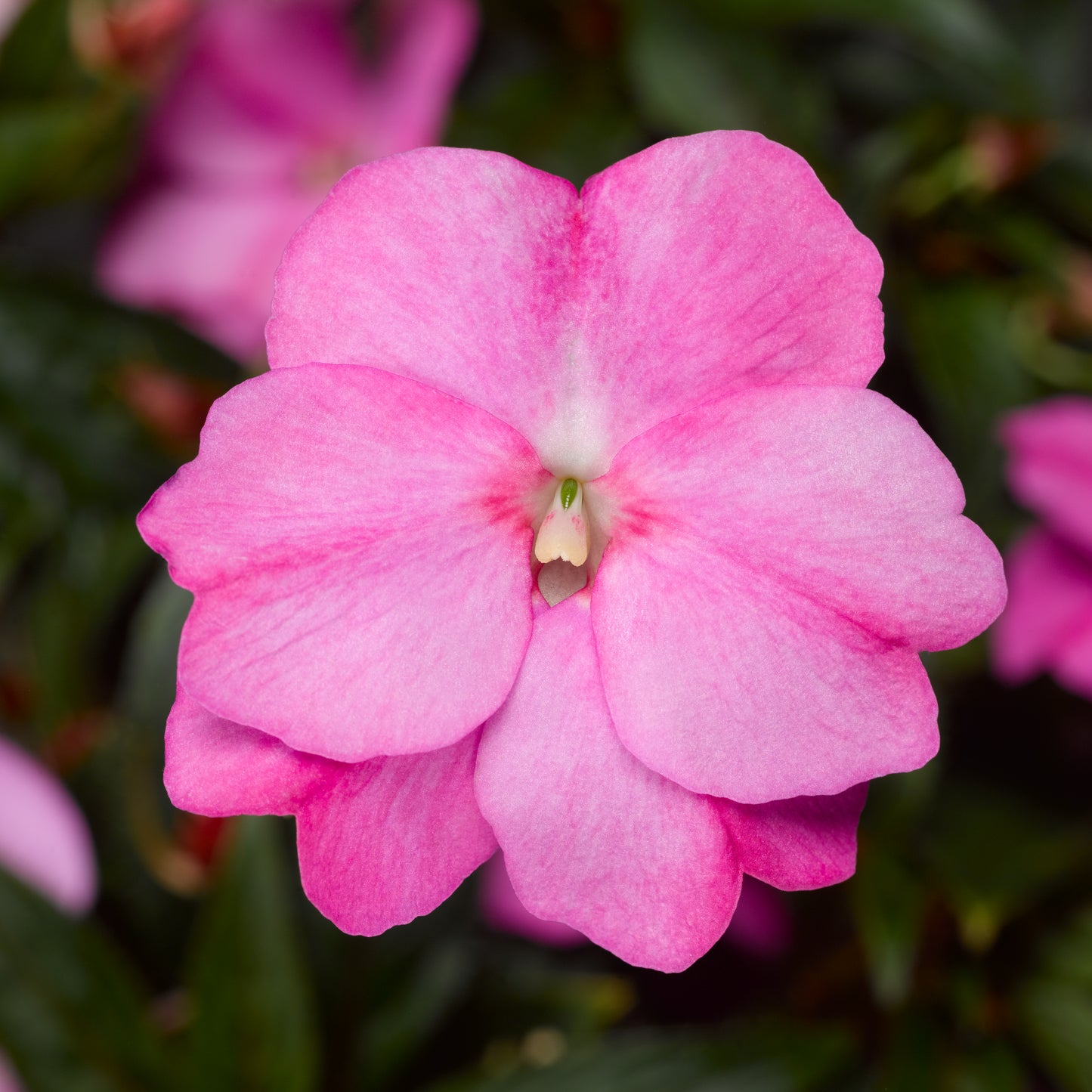 Impatiens | Florific - 4 Pack