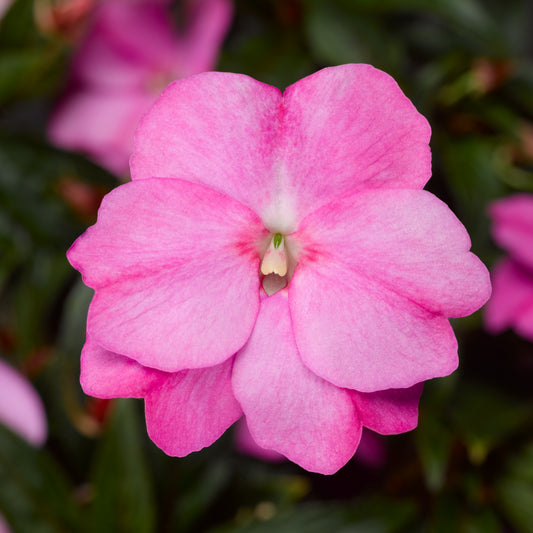 Impatiens | Florific - 4 Pack