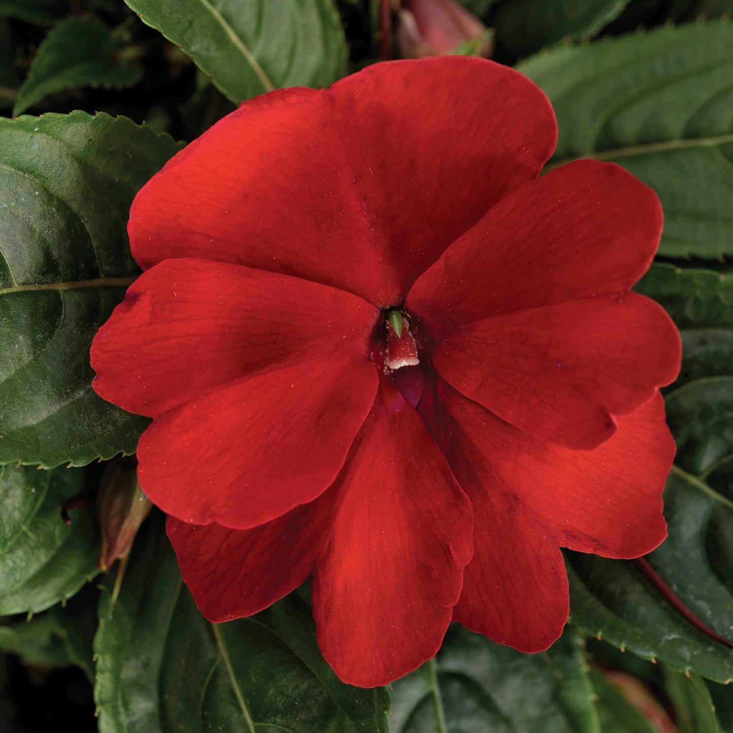 Impatiens | Florific - 4 Pack