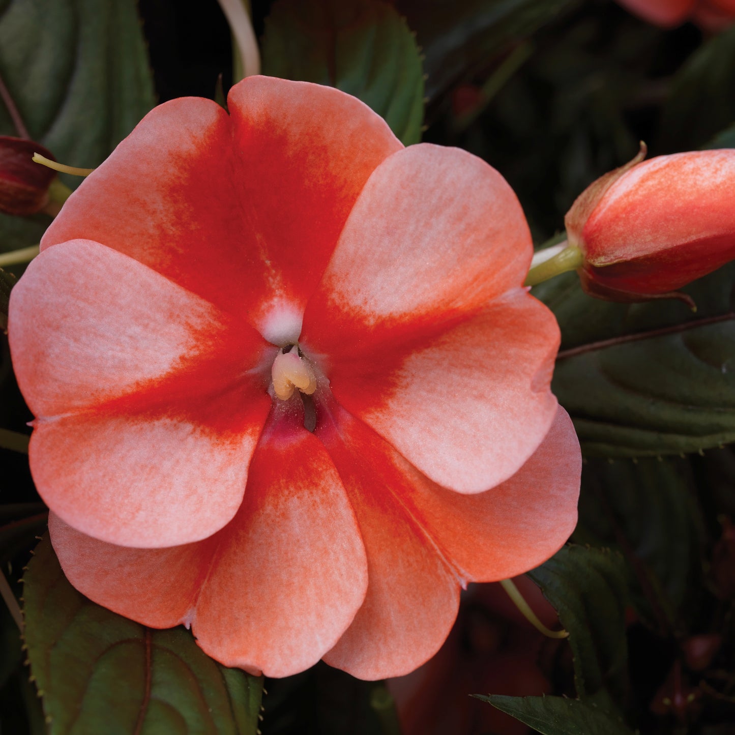 Impatiens | Florific - 4 Pack