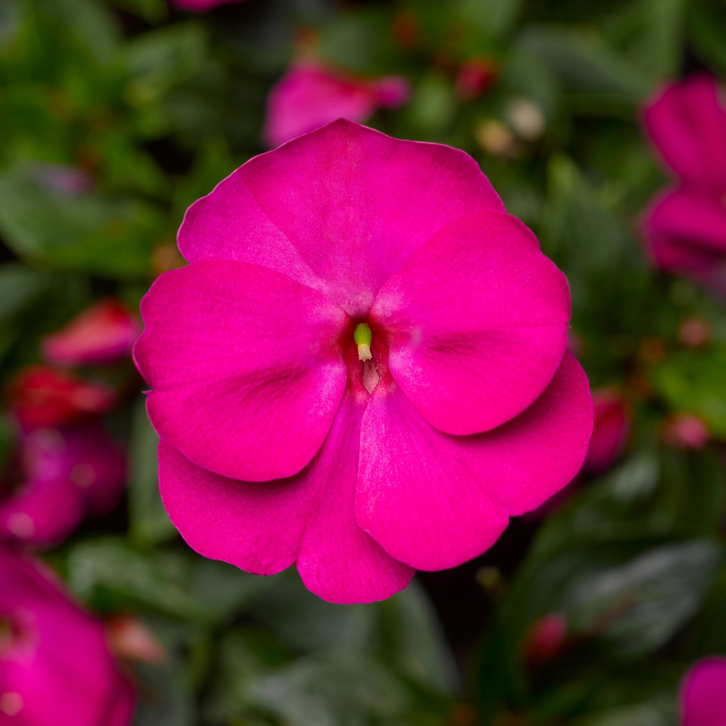 Impatiens | Florific - 4 Pack