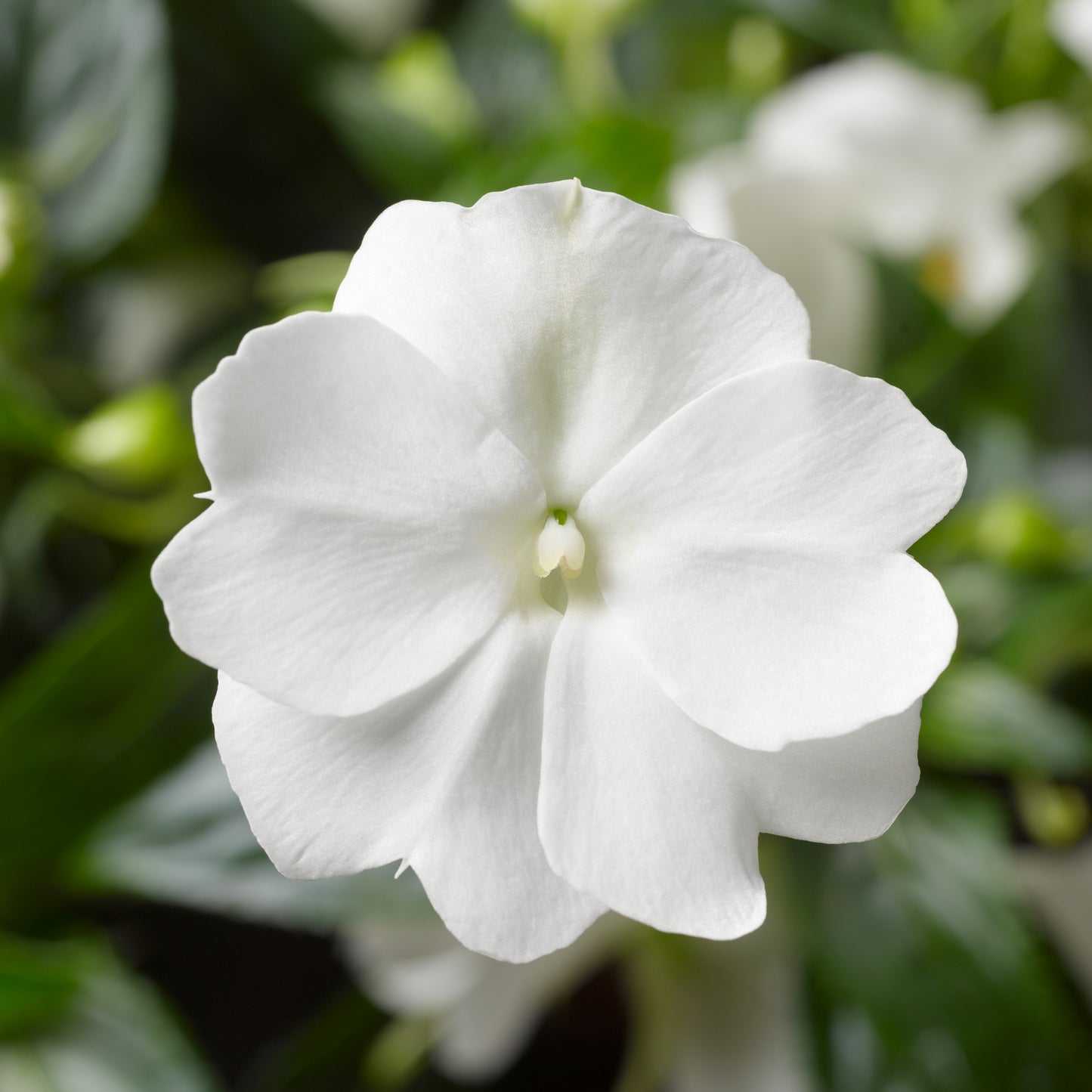 Impatiens | Florific - 4 Pack