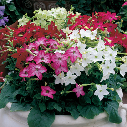 Nicotiana | Tobacco Flower - 4 Pack