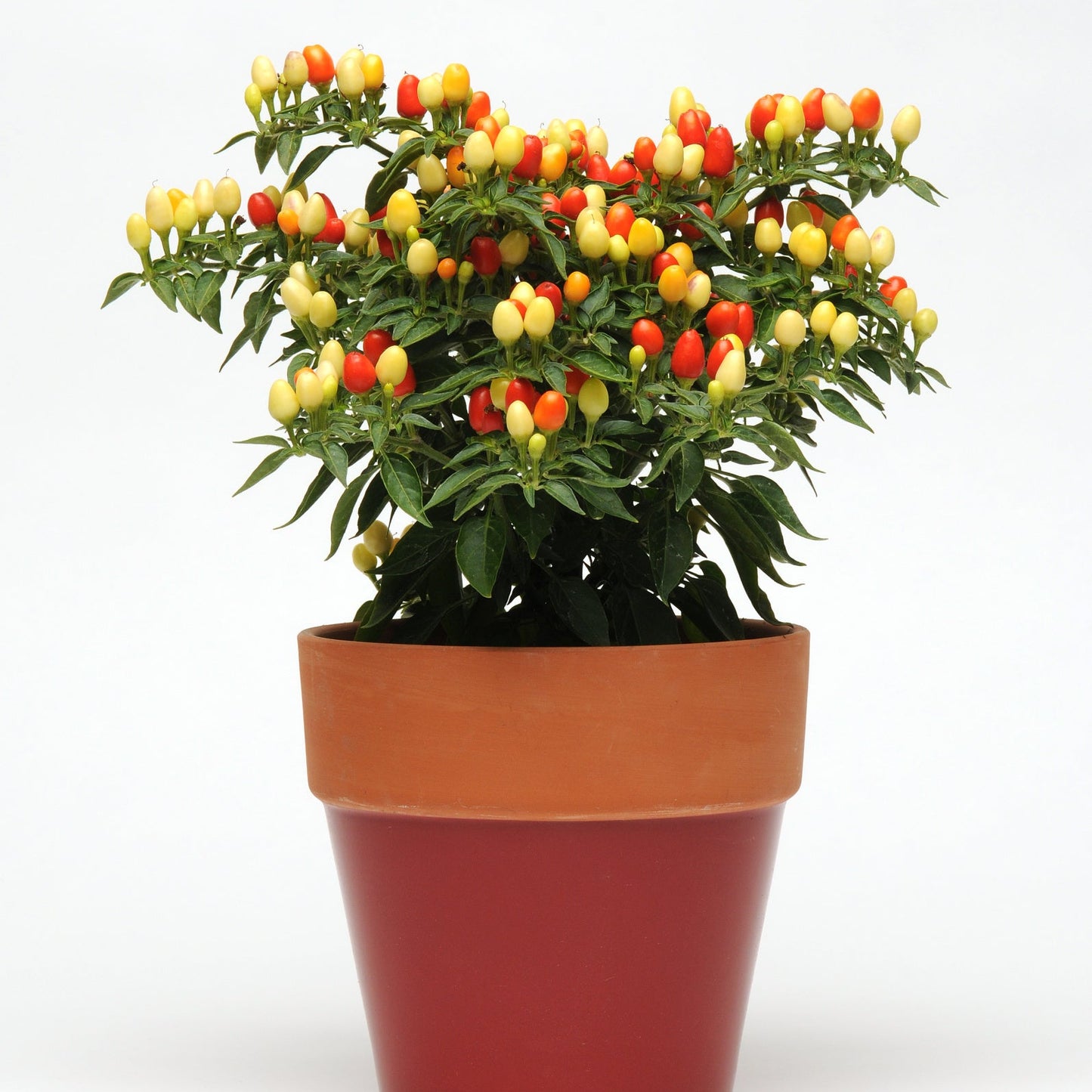 Ornamental Pepper | Hot Pops Yellow - 1 Quart