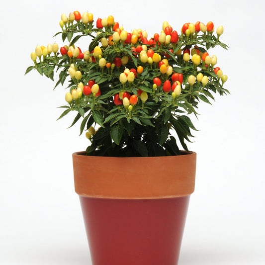 Ornamental Pepper | Hot Pops Yellow - 1 Quart