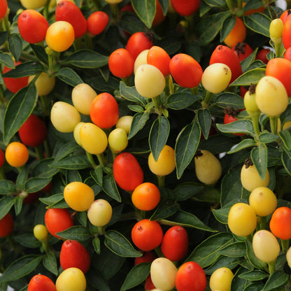 Ornamental Pepper | Hot Pops Yellow - 1 Quart