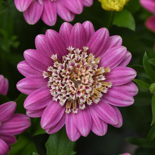 Osteospermum | Pink Lemonade - 1 Gallon