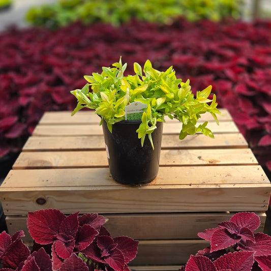 Oregano | Golden - 1 Quart