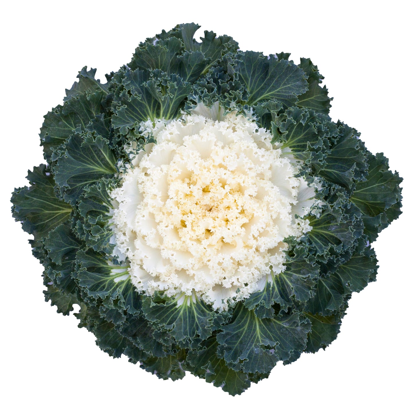 Ornamental Kale | Bright & Early White - 3 Quart