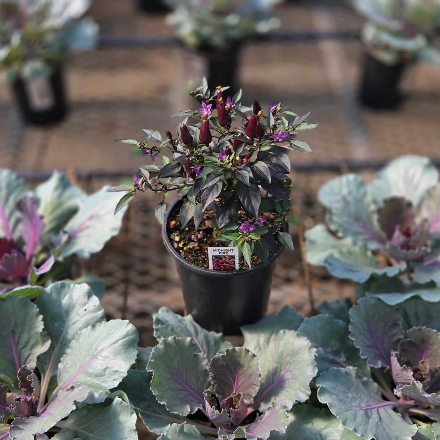 Ornamental Pepper | Midnight Fire - 1 Quart