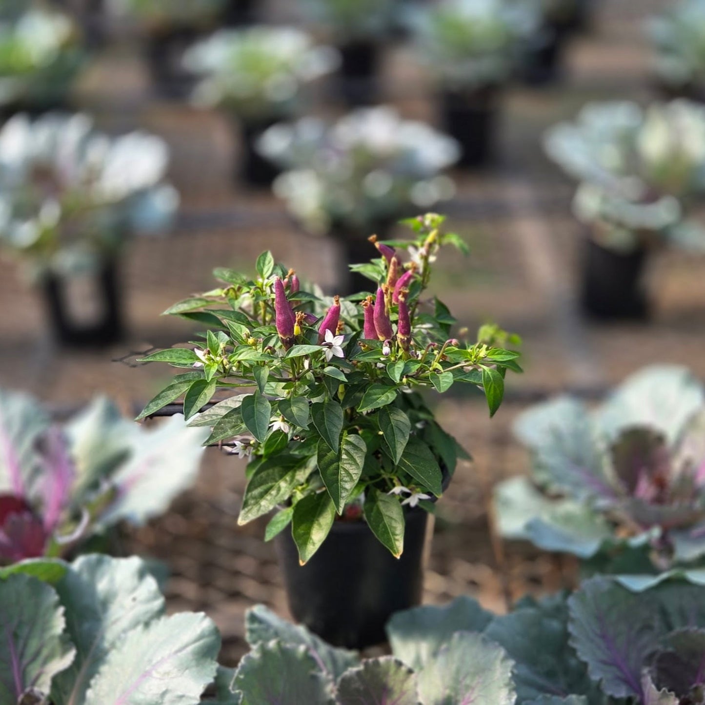 Ornamental Pepper | Sangria - 1 Quart