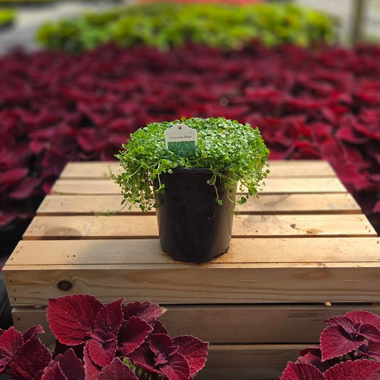 Ornamental Mint | Mini Mint - 1 Quart
