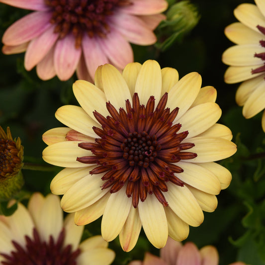 Osteospermum | Harvest Moon - 1 Gallon