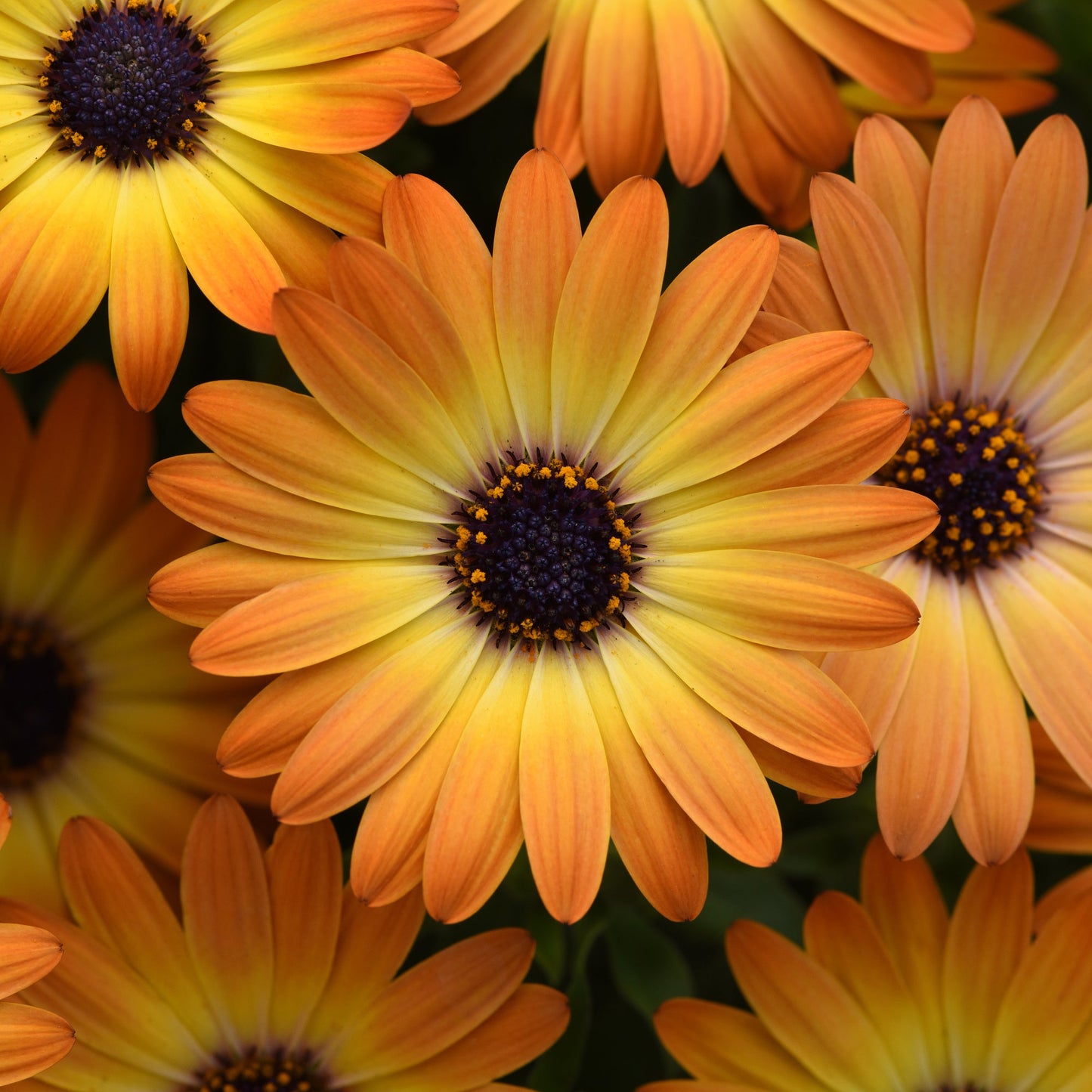Osteospermum | Serenity - 1 Quart