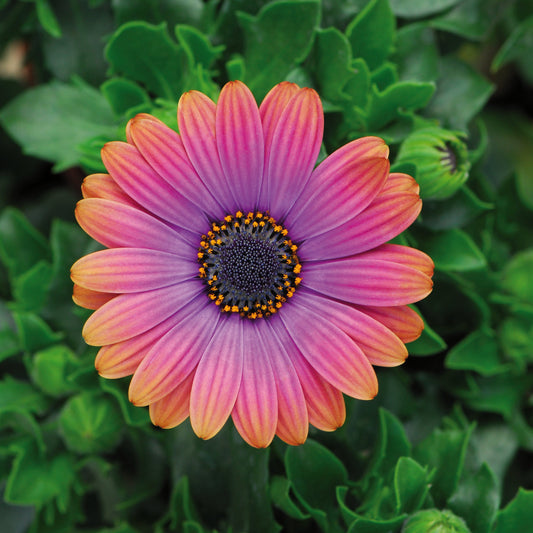Osteospermum | Zion - 1 Gallon